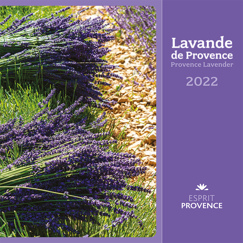 Lavande de Provence 2022